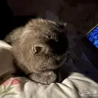 تبني عاجل