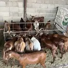 تيوس حص