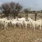 معزاء خلفات مهجنه شي فاخر