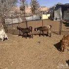 تيوس و جفرات للبيع