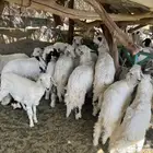 طليان ورخل للبيع