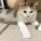 قطة للتبني
