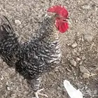 دجاج بلدي للبيع