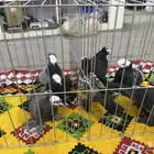 ساسكون