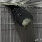 للبيع روز ذكر سبلت برونز فالو منتج