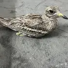 للبيع سمق كروان سليم ونشيط وريشه سليم