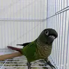 كنيور يلو سايد   قرين شيك أليف