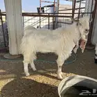 تبس فحل ربااع