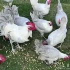 صوص فيومي سيلفر