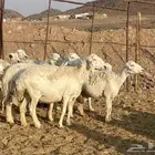 ضان حريات