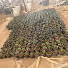 زهور ماري جولد وبيتونيا