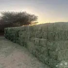 برسيم