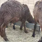 سواكنيات مرابي حمريات السن جذع