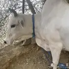 الداير بن مالك العزة