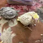 فرخين كروان