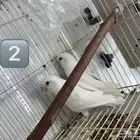 روز البينو بفروخه