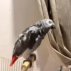 ببغاء كاسكو