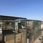 حمام فرنسي وزاجل وهندي