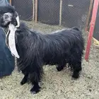 تيس فحل عارضي