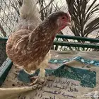 للبيع دجاج براهما