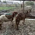 نعجه سواكني درماني فاخره تحتها رخل كبيره