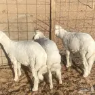 3 خرفان حريات