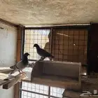 حمام لاهل الصقور او تربية