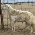 طليي حري مشروط