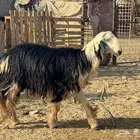 فحول مشروطه نجدي حري. تم البيع