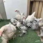صوص براهما كولمبي مستوى فاخر