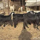 معزا عوارض صنف دفيع فحص سونار شرط