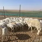 ساجر