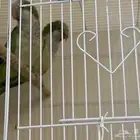 جوز كويكر اخضر منتج وشرط انتاج