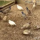 سمان بوب وايت أمريكي بياض