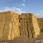 برسيم صيفي شد ولجر