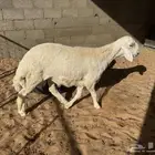 طلي حري للبيع(تم البيع)