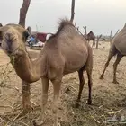 قعود حاشي