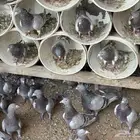 عشه سلفر احجام طيبه