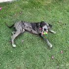 كلبة جريت دان   جريدان   Great Dane