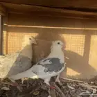 زوج زاجل