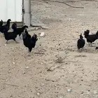 دجاج أندونيسي للبيع وبيض