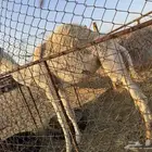 ابكار للبيع طيبات بالحيل