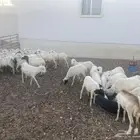 رخال رفيديه حلال متدين راعيها بياع