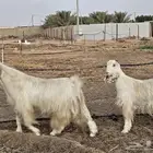 عنز رباع دافع وتيس رباع