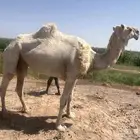 ناقتين فطر للبيع مافي حد الجاد يتواصل واتس