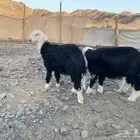 ضحايا نجد فاخره تم البيع