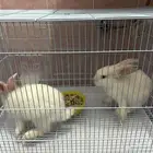 أرانب للبيع مع القفص