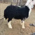 خرفان نجد