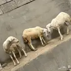 خمس رخل جدع