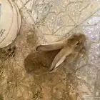 ارانب ذكر وثنتين اناثي